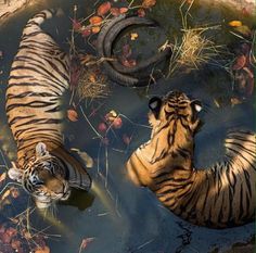 two tigers are in the water near each other