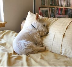 a white dog sleeping on top of a bed next to a book shelf and window