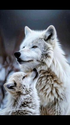 Wildlife Wallpaper, Baby Wolf