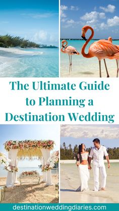 the ultimate guide to planning a destination wedding with flamingos on the beach and in the water