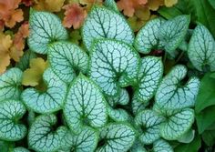 some green and yellow leaves are in the middle of plants with brown spots on them