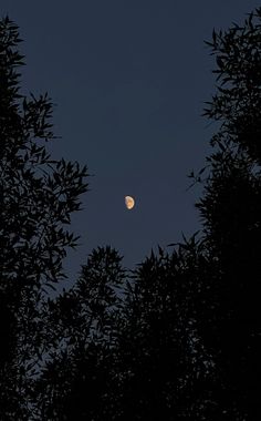 the moon is seen through some trees at night