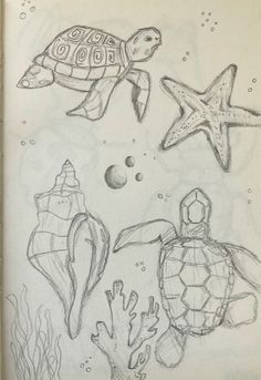 pencil drawing of sea animals and seashells with starfish, shells, and fish