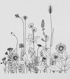 an ink drawing of wildflowers and daisies