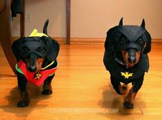 two dachshunds dressed up in costumes on a wooden floor, one is black and the other is brown