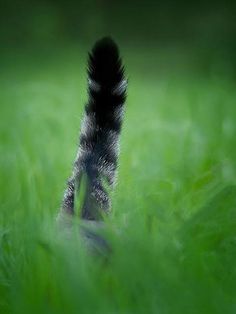 an animal's tail is seen through the grass