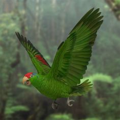 a green parrot flying through the air with its wings spread