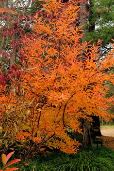 an orange tree in the middle of a forest with lots of green and red leaves