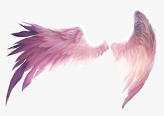 two pink wings on a white background