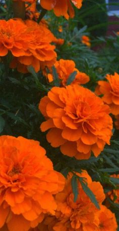 orange flowers are growing in the garden