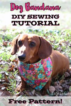 a dachshund dog wearing a bandana sitting in the grass with text overlay