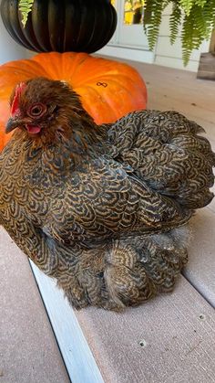 a brown chicken sitting on top of a wooden floor next to a pumpkin