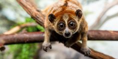 a small animal sitting on top of a tree branch