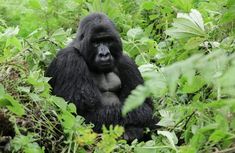 a gorilla sitting in the middle of some bushes