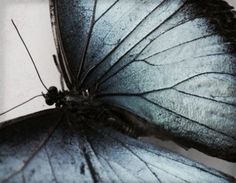 a blue butterfly sitting on top of a white plate