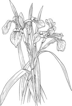 a black and white drawing of some flowers