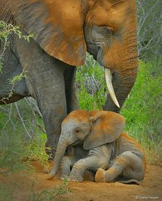 an adult elephant standing next to a baby elephant on a dirt ground with trees in the background