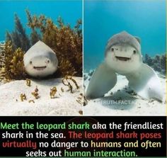 two pictures of sharks with caption that reads meet the leopard shark at the friendlyst shark in the sea