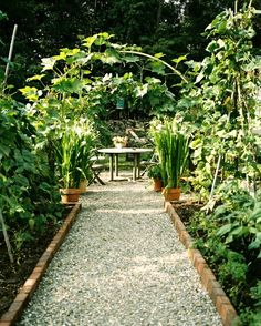 a garden with lots of green plants and gravel path leading to a table in the middle