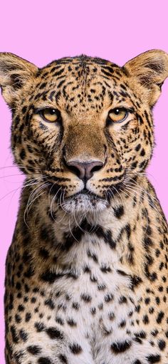 a close up of a cheetah on a pink background looking at the camera