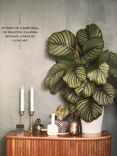 there is a plant on top of a dresser next to candles and other things in front of it