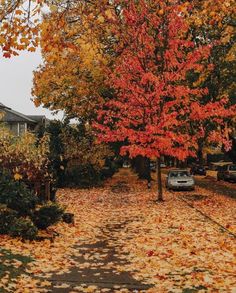 an autumn scene with leaves on the ground and cars parked in the driveway behind them