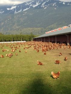 a large group of chickens standing in the grass near a building and mountains with snow on them