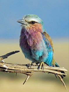 a colorful bird sitting on top of a wooden branch