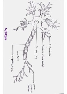 the diagram shows how to draw a tree with branches and leaves, as well as its roots