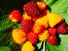 raspberries and other berries are on the green leaves