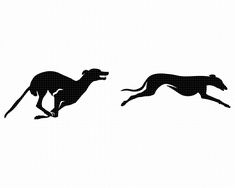 two black and white greyhounds running side by side in the air, one jumping