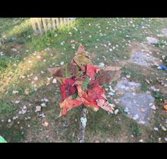 a small tree with leaves on it in the middle of a yard and grass area