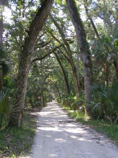 a dirt road surrounded by lots of trees and plants on either side of the road