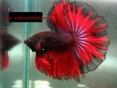 a red and blue siamese fish in an aquarium