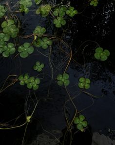 water lilies floating on top of a body of water with green leaves growing out of it