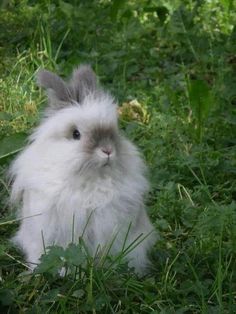 a white rabbit sitting in the grass