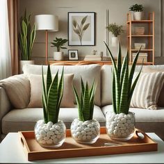 three potted plants sit on a tray in front of a couch