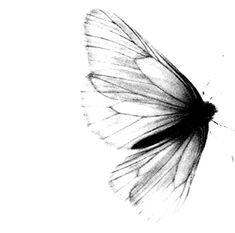 a black and white photo of a butterfly