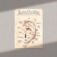 a diagram of the various types of ear piercings on parchment paper with words below