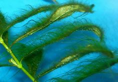 the underside of a green plant with water droplets on it