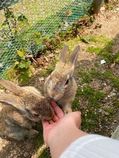 two rabbits are being fed by someone's hand in the grass near a fence