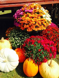 pumpkins and flowers are arranged on the ground