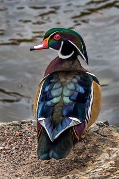 a colorful bird sitting on top of a rock next to water