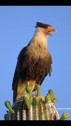 an eagle sitting on top of a cactus with a blue sky in the back ground