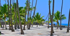 palm trees line the beach with blue water in the background