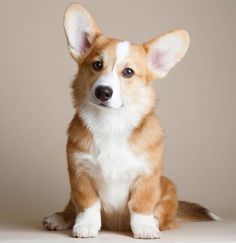 a small brown and white dog sitting on top of a floor