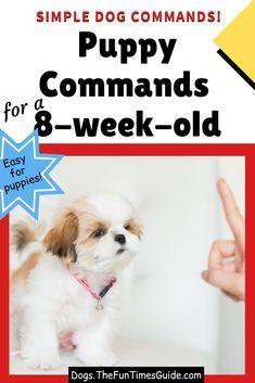 a small white dog standing on top of a red and white sign with the words puppy commands for 8 - week - old