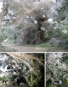 an old tree with moss hanging from it's branches in the woods near a dirt road