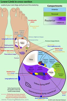 a diagram of the lower limb and foot with labels on each side, labeled below