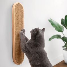 a gray cat reaching up to the wall with its paw on a scratching board that is attached to a white wall